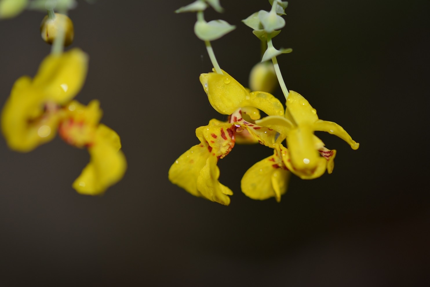 Lockhartia oerstedii